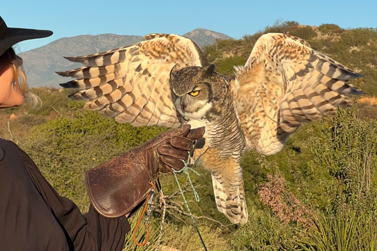 hawk walk | san diego